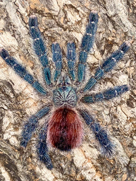 Avicularia variegata - Grizzly Pink Toe tarantula