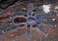Avicularia Peru Purple - Jurensis pink toe tarantula