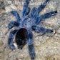 Avicularia Geroldi - The Treetop Jewel tarantula