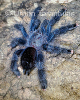 Avicularia Geroldi - The Treetop Jewel tarantula