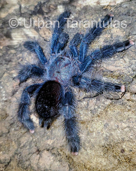 Avicularia Geroldi - The Treetop Jewel tarantula