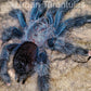 Avicularia Geroldi - The Treetop Jewel tarantula