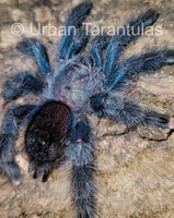 Avicularia Geroldi - The Treetop Jewel tarantula