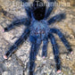 Avicularia Geroldi - The Treetop Jewel tarantula