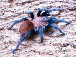 Bonnetina tanzeri - Mexican Species Tarantula