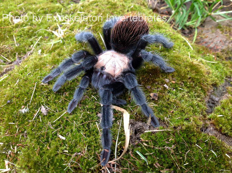 Brachypelma albiceps - Mexican Golden Red Rump Tarantula| Urban Tarantulas