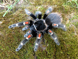 Brachypelma auratum - Mexican Flame Knee