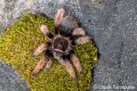 Brachypelma klaasi - Mexican Pink Beauty Tarantula