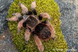 Brachypelma klaasi - Mexican Pink Beauty Tarantula