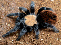 Brachypelma albiceps - Mexican Golden Red Rump Tarantula