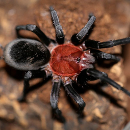 Bumba horrida - Brazilian Red Head Tarantula