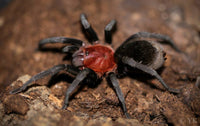 Bumba horrida - Brazilian Red Head Tarantula