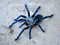 Cyriopagopus lividus - cobalt blue tarantula