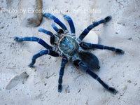 Cyriopagopus lividus - cobalt blue tarantula
