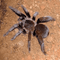 Hysterocrates crassipes - Cameroon Baboon Tarantula