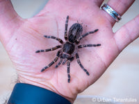 Grammostola pulchripes - Chaco Golden Knee tarantula