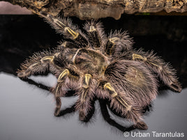 Grammostola pulchripes - Chaco Golden Knee tarantula