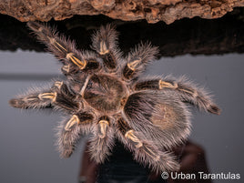 Grammostola pulchripes - Chaco Golden Knee tarantula - BEST BEGINNER