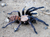 Chilobrachys fimbriatus - Indian Violet Tarantula