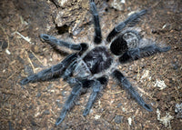 Grammostola Grossa - Brazilian Silver Beginner Tarantula