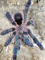 Ybyrapora diversipes - Amazon Sapphire Pinktoe