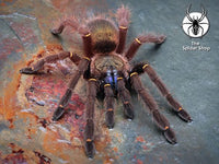 Ephebopus Cyanognathus - Blue Fang Tarantula