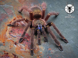 Ephebopus Cyanognathus - Blue Fang Tarantula