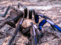 Chilobrachys natanicharum - Electric Blue tarantula