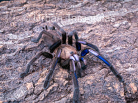 Chilobrachys natanicharum - Electric Blue tarantula