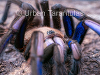 Chilobrachys natanicharum - Electric Blue tarantula