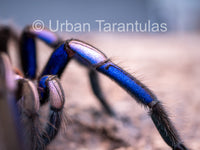 Chilobrachys natanicharum - Electric Blue tarantula