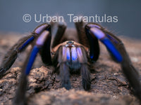 Chilobrachys natanicharum - Electric Blue tarantula