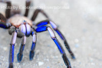 Chilobrachys natanicharum - Electric Blue tarantula