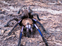 Chilobrachys natanicharum - Electric Blue tarantula