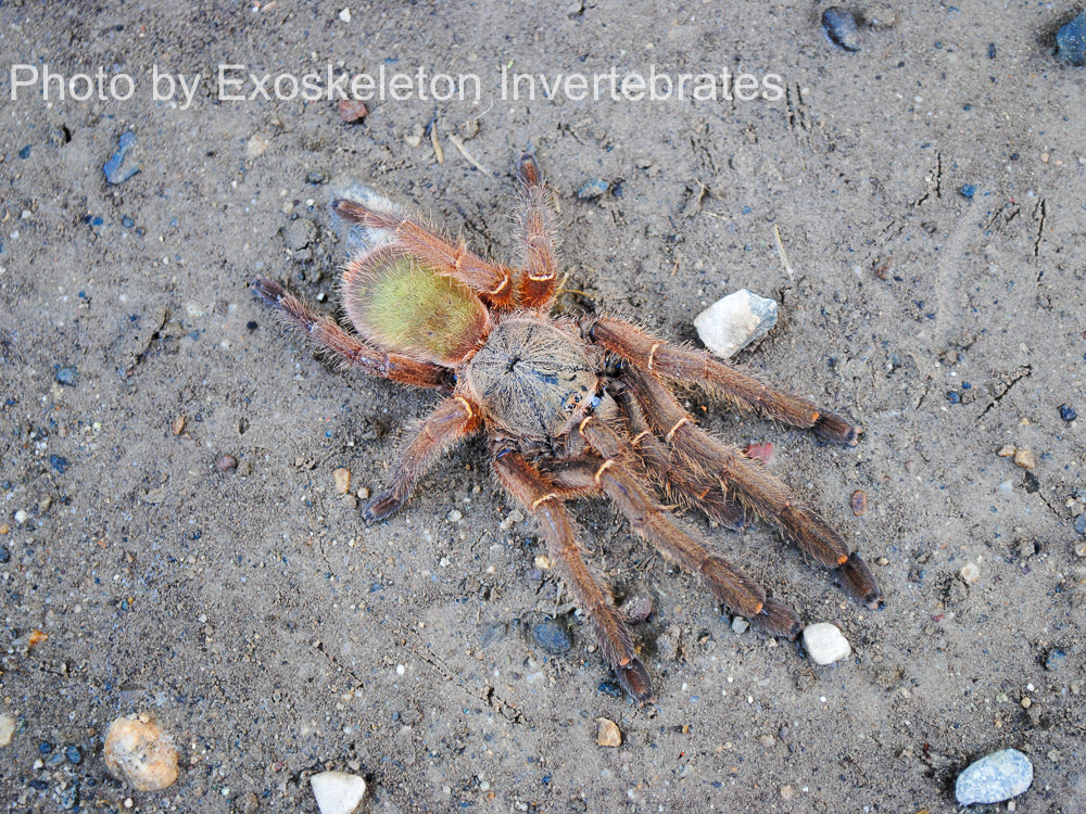Ephebopus uatuman Emerald Skeleton Tarantula Urban Tarantulas