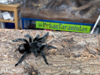 Grammostola actaeon - Brazilian Woolly Black Tarantula