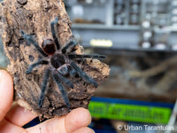 Grammostola actaeon - Brazilian Woolly Black Tarantula