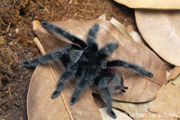 Grammostola actaeon - Brazilian Woolly Black Tarantula