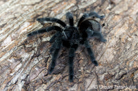Grammostola actaeon - Brazilian Woolly Black Tarantula
