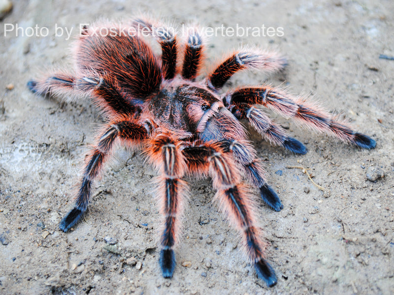 Red Ratangular Buy Chilean Rose Hair Tarantula Red Color Form | Hardy & Docile Pet ...