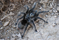 Grammostola Grossa - Brazilian Silver Beginner Tarantula