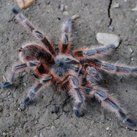 Grammostola Conception -