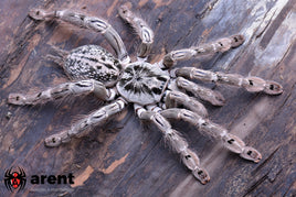 Heteroscodra maculata - Togo Starburst Baboon Tarantula
