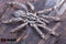 Heteroscodra maculata - Togo Starburst Baboon Tarantula