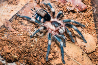 Cyriocosmus ritae - Peruvian Black & White Dwarf Tarantula