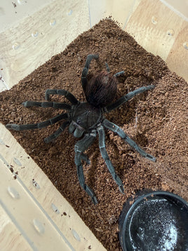 Pamphobeteus sp. Cascada | Cascada Birdeater Tarantula