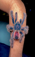Avicularia Peru Purple - Jurensis pink toe tarantula