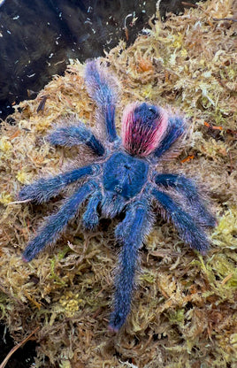 Avicularia Peru Purple - Jurensis pink toe tarantula