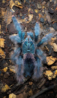 Avicularia Braunshauseni - Goliath Pink toe tarantula