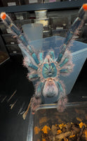 Avicularia Braunshauseni - Goliath Pink toe tarantula